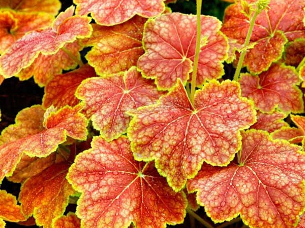 Alūnė ,Delta Dawn' (lot. Heuchera) Alūnė ,Delta Dawn' (lot. Heuchera)